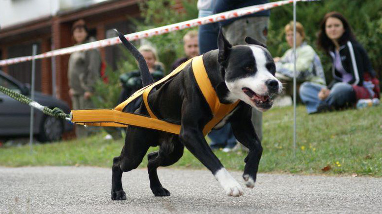 Chester na WPS