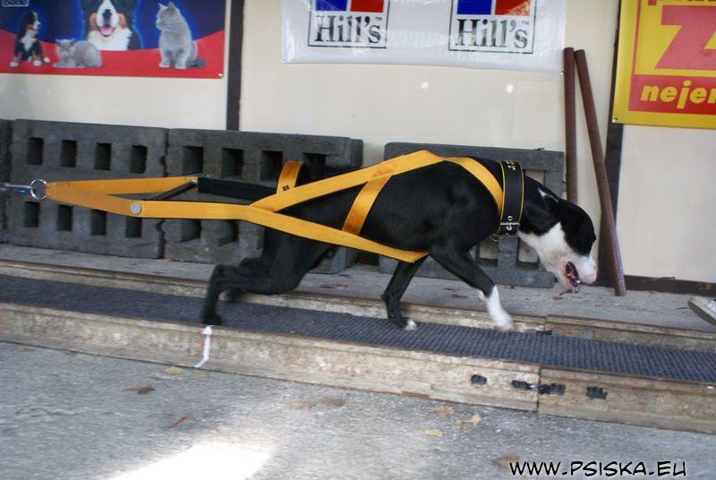 Chester weight pulling