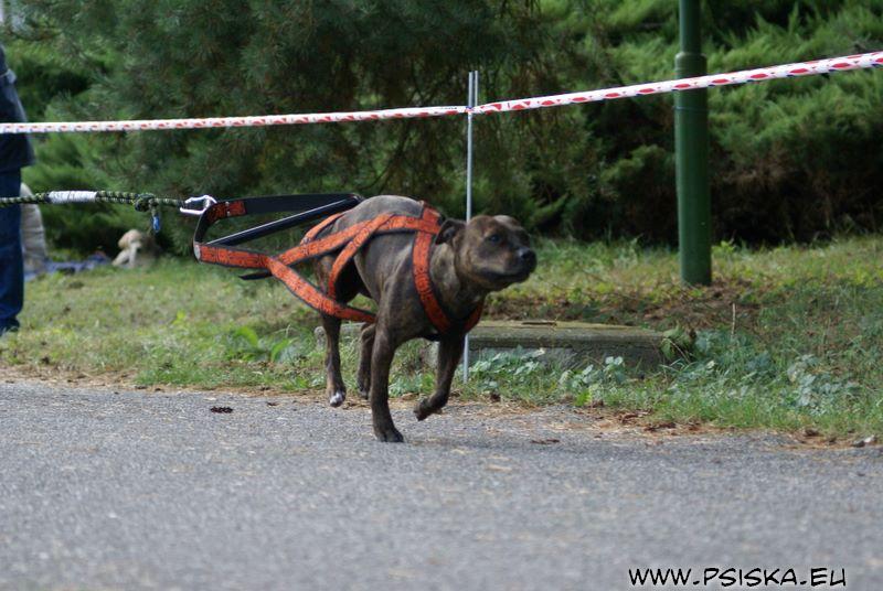 Gédža sprint.jpg